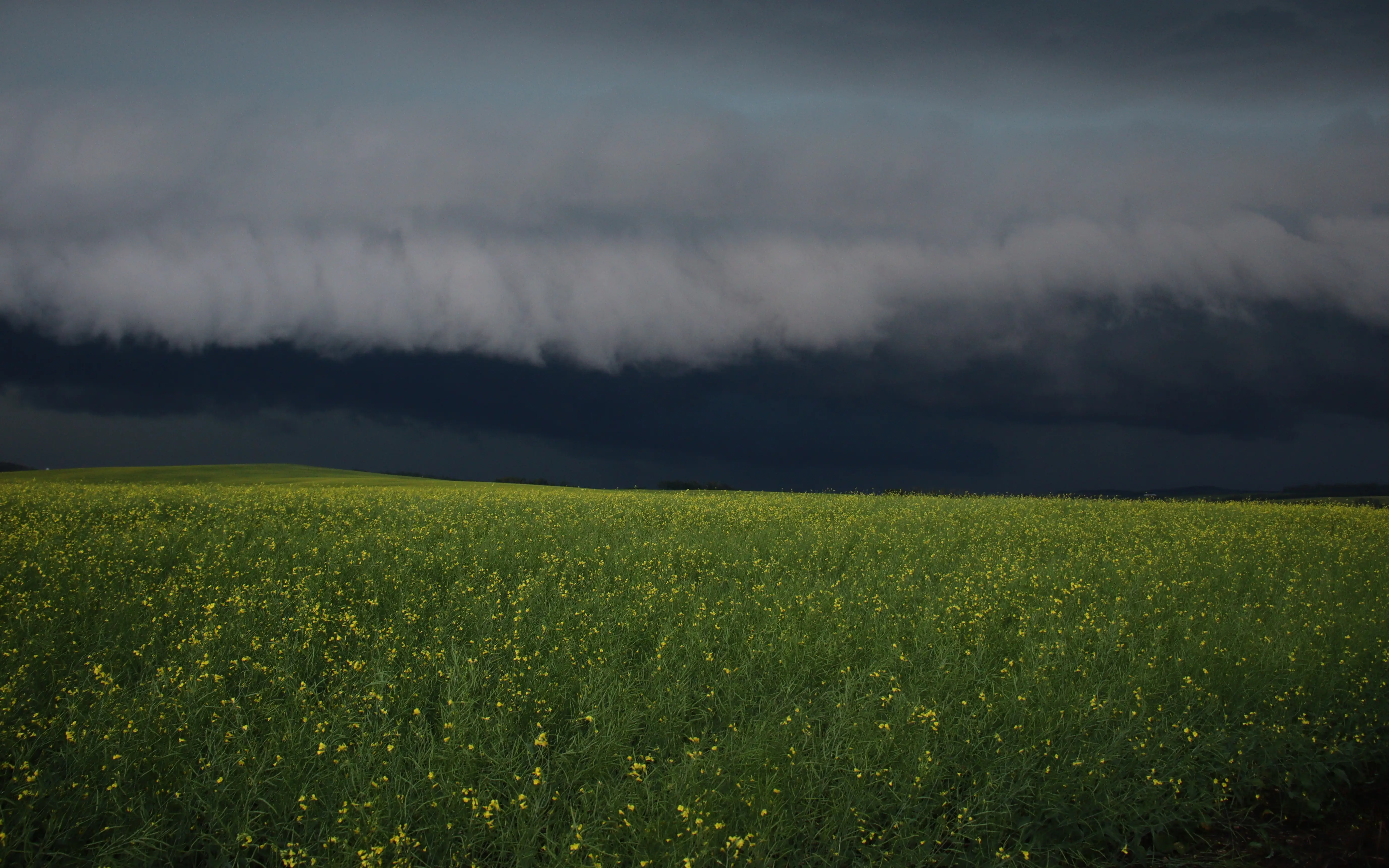 Hailstorm over a canola field
